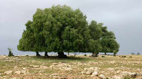 ��������:	أركان.jpg
���������: 945
��������:	58.3 ��������